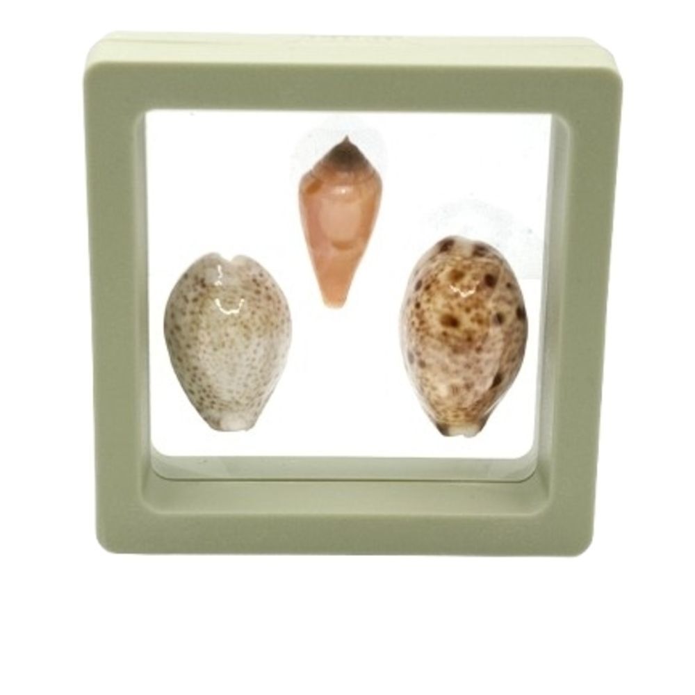Decorative Seashell Display in Frame 2.75x2.75